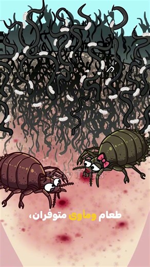 How do pubic lice live and reproduce?😬