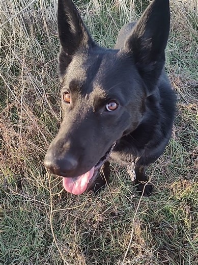 Animal Shelters Scared Straight program. #scaredstraight #animalshelter #behave #misbehave #naughty