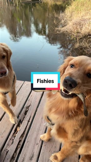 Golden Retrievers Enjoy Fishing Adventures
