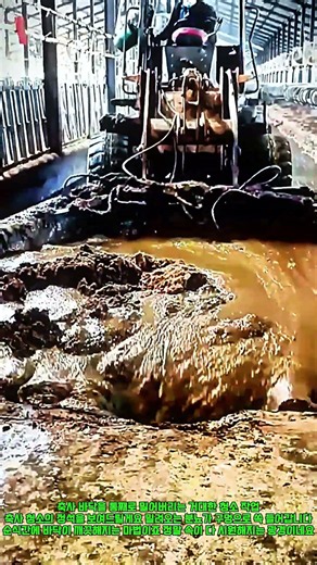 Tractor Manure Removal Method #worker #process #machinery #industry #production #farm #tractor