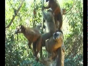 Maki (lémurien) de Mayotte