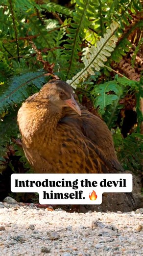For outdoorsmen (and women) in New Zealand, few species steal more, or cause more havoc, than the Weka. If you ever have any doubts about whether you’re in Weka country, you won’t for long, not after they rob you blind. My first experience with Weka was on the West Coast of the South Island as a teenager. While at a rest stop enjoying a packed lunch, I made the mistake of putting my sandwich down for a moment, only to see it disappearing into the bush, carried off by a small brown chicken-like c