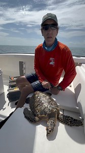 Sea Turtle Scientist Spotlight: Dr. Larry Wood, The Florida Hawksbill Project. https://savetheseaturtle.org/HawksbillProject/ #seaturtlescience #seaturtleconservation #seaturtle #hawksbill #seaturtleresearch #STEM #floridakeys @floridahawksbillproject #connectandprotect #compassioniscontagious | The Turtle Hospital