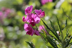 Rogue River Rafting Video