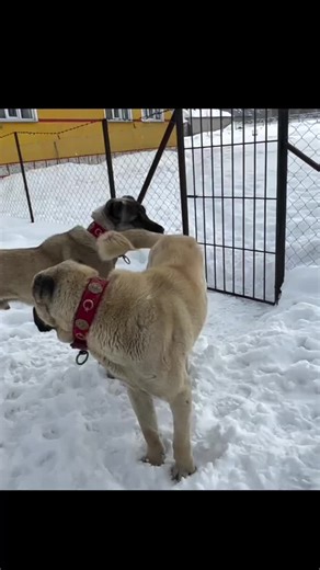 Çapar Kangal ve Karabaş: Eğlenceli Hikaye