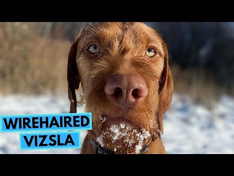 Hungarian Wirehaired Vizsla - TOP 10 Interesting Facts