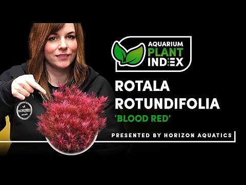 Rotala Blood Red - Aquarium Plant Index
