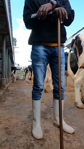 Dairy Farming in Uganda: Maximizing Milk Production