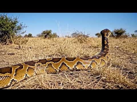 Life 1.7 Million Years Ago: | How Terrifying Was the Prehistoric Python