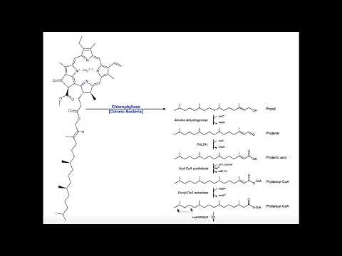 Alpha Oxidation of Branched-Chain FAs in Humans & Ruminants