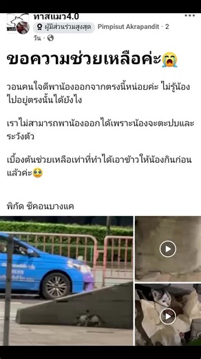 ตามหาเจ้าเหมียวกลางถนนเพชรเกษม