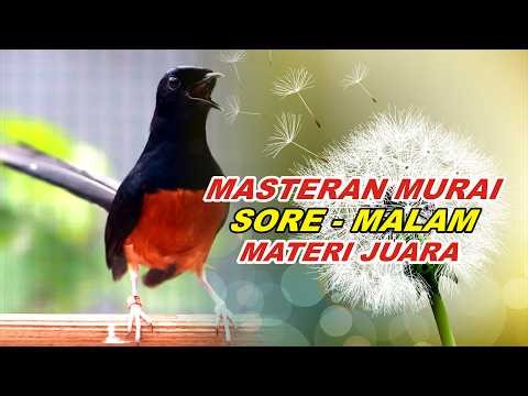 🔴 LIVE 13 - MASTERAN MURAI BATU MALAM HARI FULL ISIAN TEMBAKAN, MELATIH MURAI EMOSI BONGKAR ISIAN