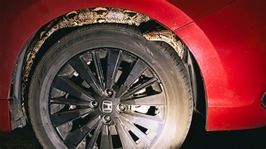 Woman finds 13ft python coiled around her car engine