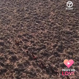 A group of wild horses were spotted running through the wilderness of New Mexico. Such an awesome sight to see in our state. | KOAT