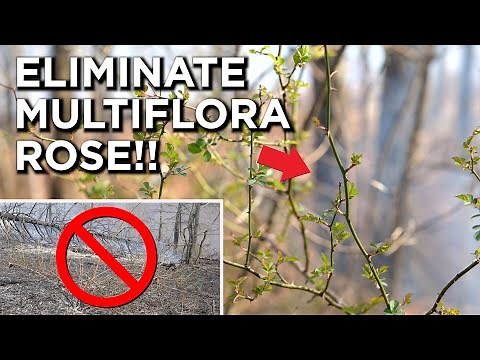 Get Rid Of Multiflora Rose FOR GOOD!!
