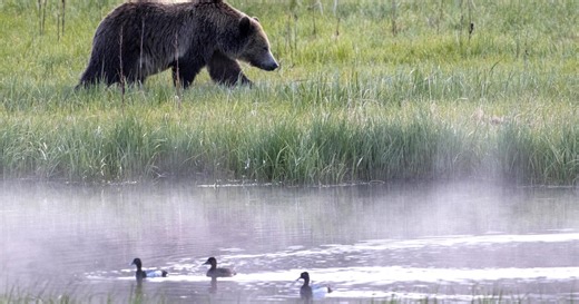 Grizzly bear mauls 2 college wrestlers in Wyoming