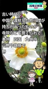 四季の野草 散策 76 秋明菊シュウメイギク#植物#自然散策#野の花#外来種#毒草