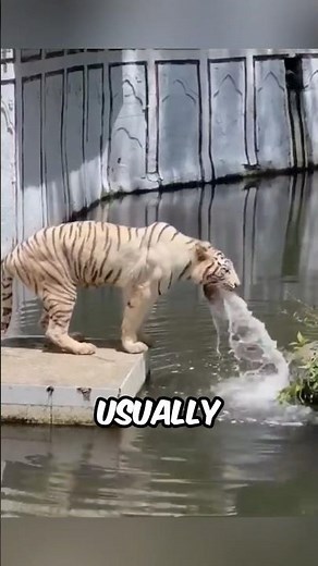 You probably didn't know these things about tigers #facts #animals #wildlife