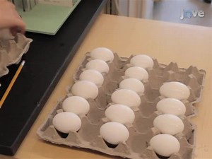 Analysis of Neural Crest Migration and Differentiation by Cross-species Transplantation