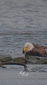 Beautiful golden eagle 🦅 #Beautiful #golden #eagle #reels #video #viral #reels #trending #reels #viralreels #viralpost | Beauty of Nature