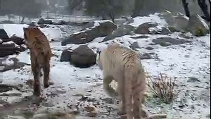 San Diego’s 🦁Lions 🐯Tigers & 🐻Bears had another wave the weather.❄️ Moka and Nola are loving the snow this afternoon. | Lions Tigers & Bears