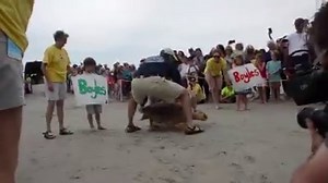 41K views · 970 reactions | Five loggerhead sea turtles, including one originally thought to be blind, are being released on IOP after treatment at the South Carolina Aquarium. | WCBD News 2 | Facebook