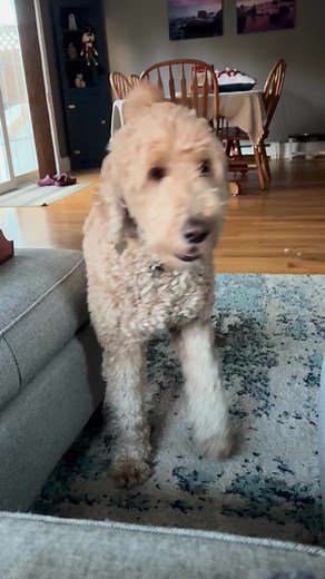 156K views · 955 reactions | Pearly whites are just one of Teddy's...