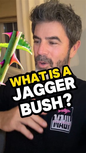 Johnny Pittsburgh on Instagram: "What is a jagger bush? Thorn bush? Burr? Let me know your thoughts. #pittsburgh #412 #yinz #yinzer #jag #thorn #pinch #plant"