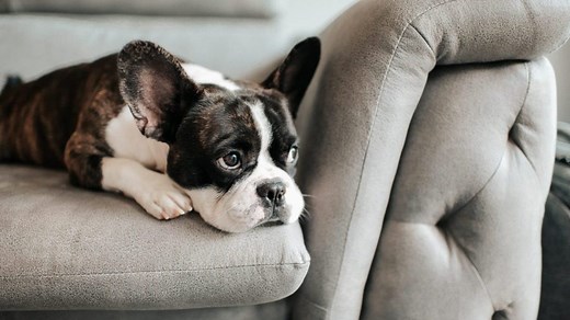 How Long Can a Puppy Be Safely Alone?