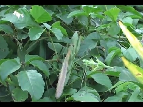 カマキリ(Mantis)のつかまえ方