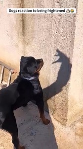 Funny dog reactions , which dog had the funniest reaction ? | Dog and His Boomer