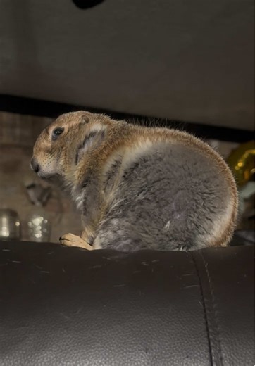 Happy Mornings with Adorable Prairie Dog