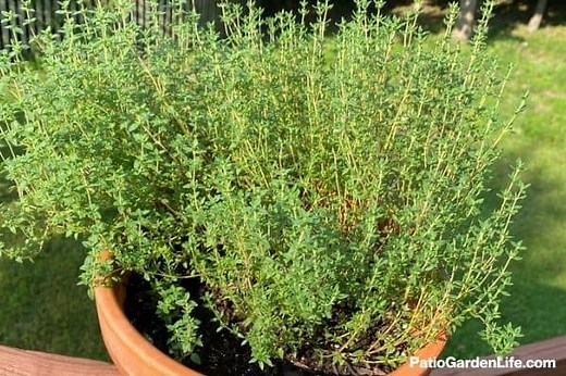Growing thyme in pots
