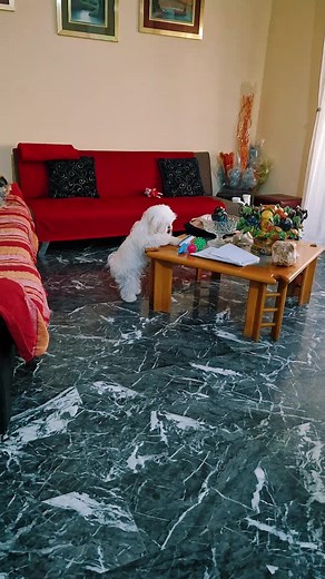 Playful Maltese Dog Interacting with Objects