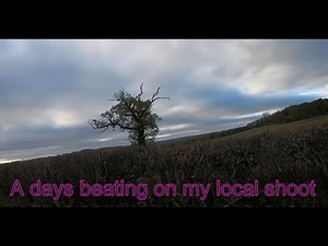 Beating on my local shoot, with the field trial dogs.