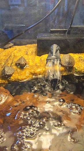 Razorback Turtles have arrived and looking forward to seeing you all this weekend. We are open everyday 9am-6pm | Fishkeeper Perth | Facebook