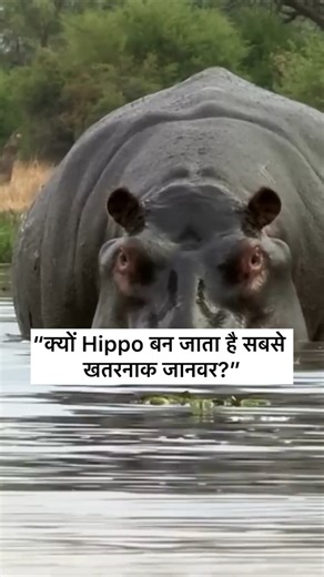 5.2K views · 46 reactions | हिप्पो दिखने में शांत लगता है — लेकिन यह...