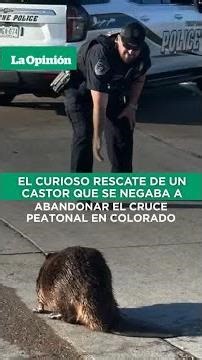 Un castor testarudo bloquea un paso de peatones en Colorado / La Opinión