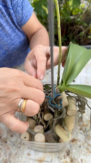 Check out Mom’s unique way of feeding her orchids water using a string! | Judy Bao Garden