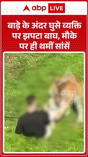 Viral Video : बाड़े के अंदर घुसे व्यक्ति पर झपटा बाघ, मौके पर ही थमीं सांसें #TigerAttack #Wildlife