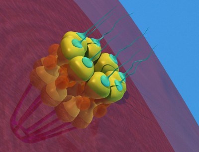 How a protein component of nuclear pore complexes regulates development of blood cells and may contribute to myeloid disorders | Newswise