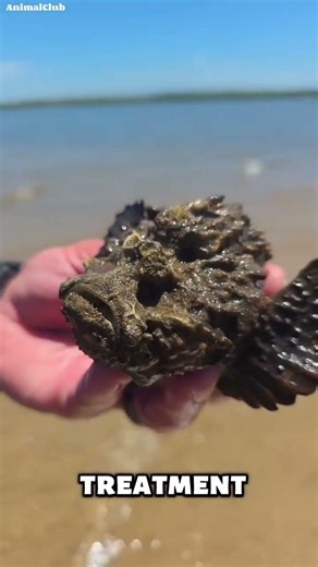 5 Most Dangerous Animals on Earth –⚠️ Deadliest Creatures #Shorts #facts #animalfacts