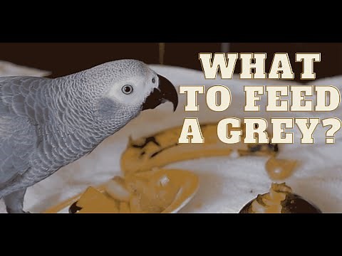 African grey diet |Food to feed an African grey