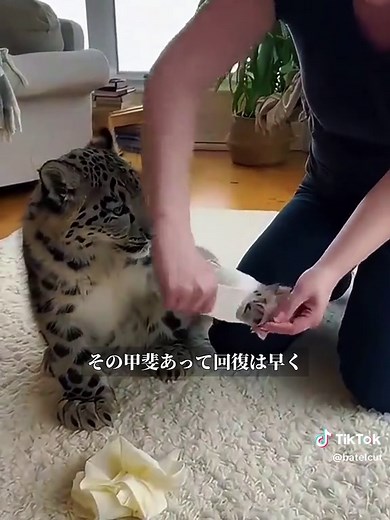 ユキヒョウの家族を描いた感動の物語