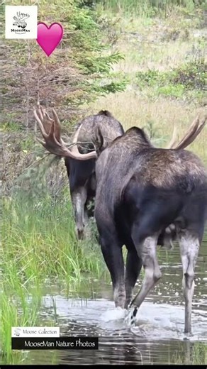 Epic Moose Moments HUGE Antlers & Heartwarming Vibes! #moose