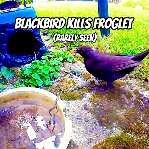 Blackbird Kills Froglet (rarely seen) #nature #shorts
