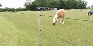 11 grazing muzzle to choose from – plus how to use them safely