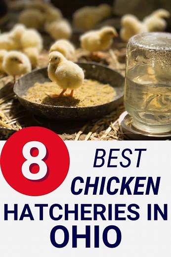 8 Best Chicken Hatcheries In Ohio [2025] – Review & Guides