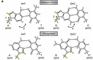 Hoogsteen base pair - Alchetron, The Free Social Encyclopedia