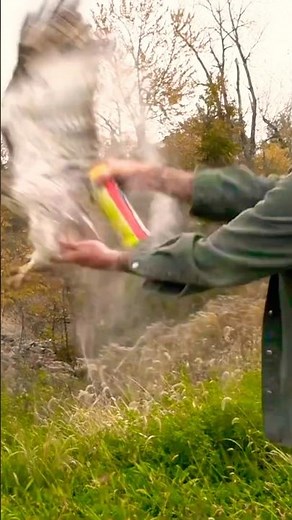 Wild Hawk Survives Parasite Battle and Soars Again #birdsofprey #falconry #shorts